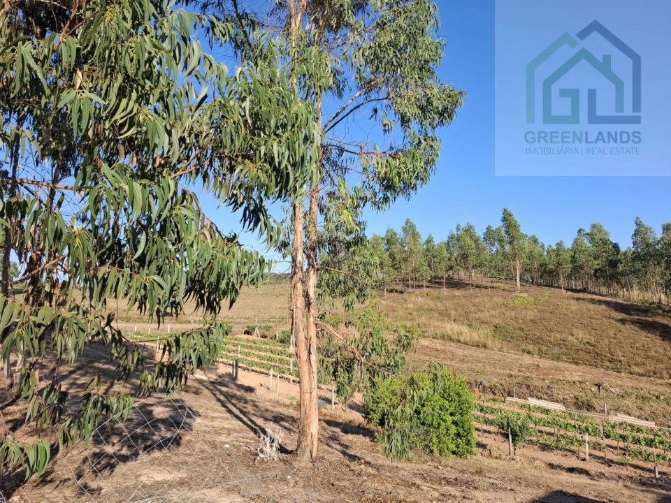 Quinta T0 para Venda em São Martinho da Cortiça Foto 6