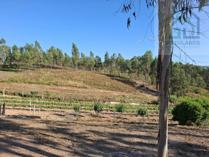 Quinta T0 para Venda em São Martinho da Cortiça Foto 7