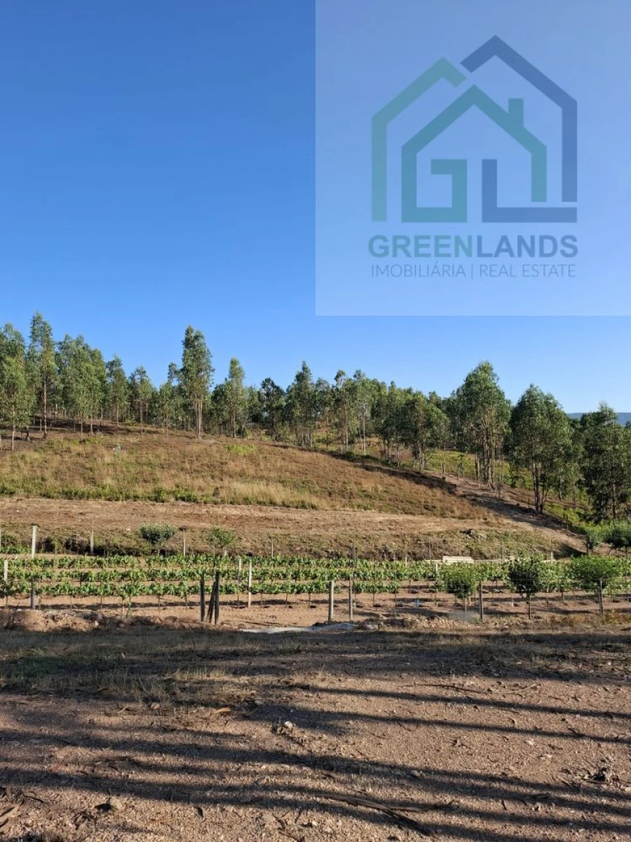 Quinta T0 para Venda em São Martinho da Cortiça Foto 2