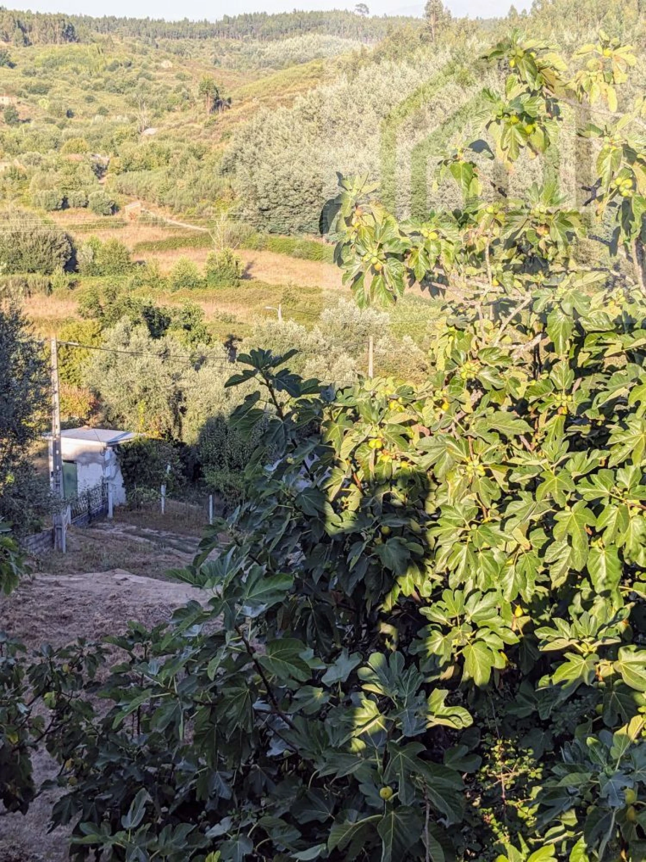 Moradia T2 para Venda em Candosa Foto 15