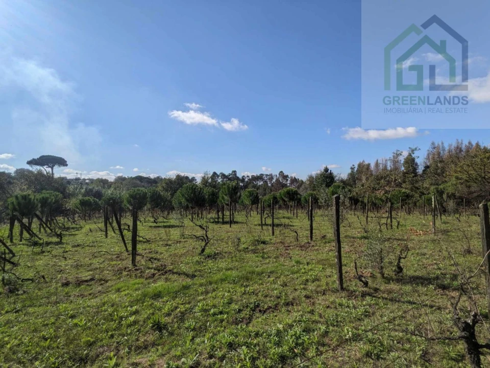 Terreno para Venda em Povoa de Midões Foto 17