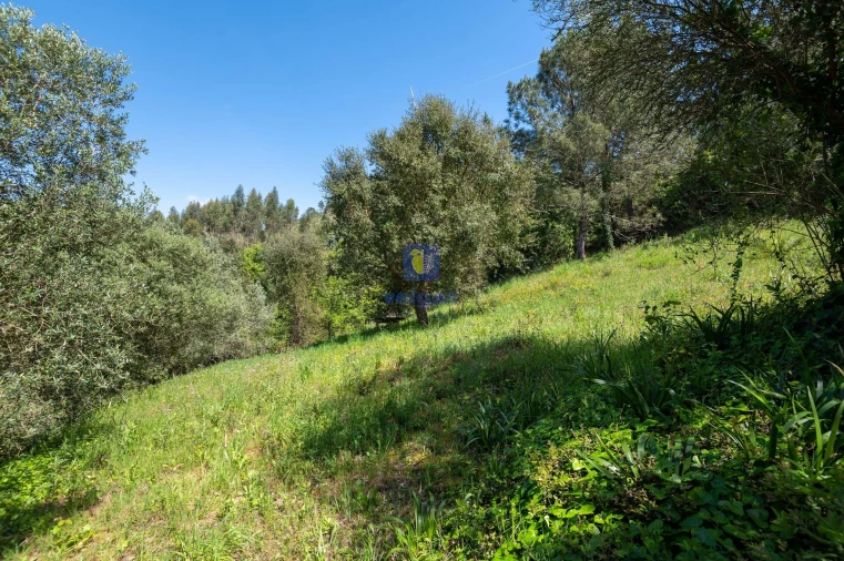 Terreno Agricola ou Rústico para Venda em Maxial e Monte Redondo Foto 6