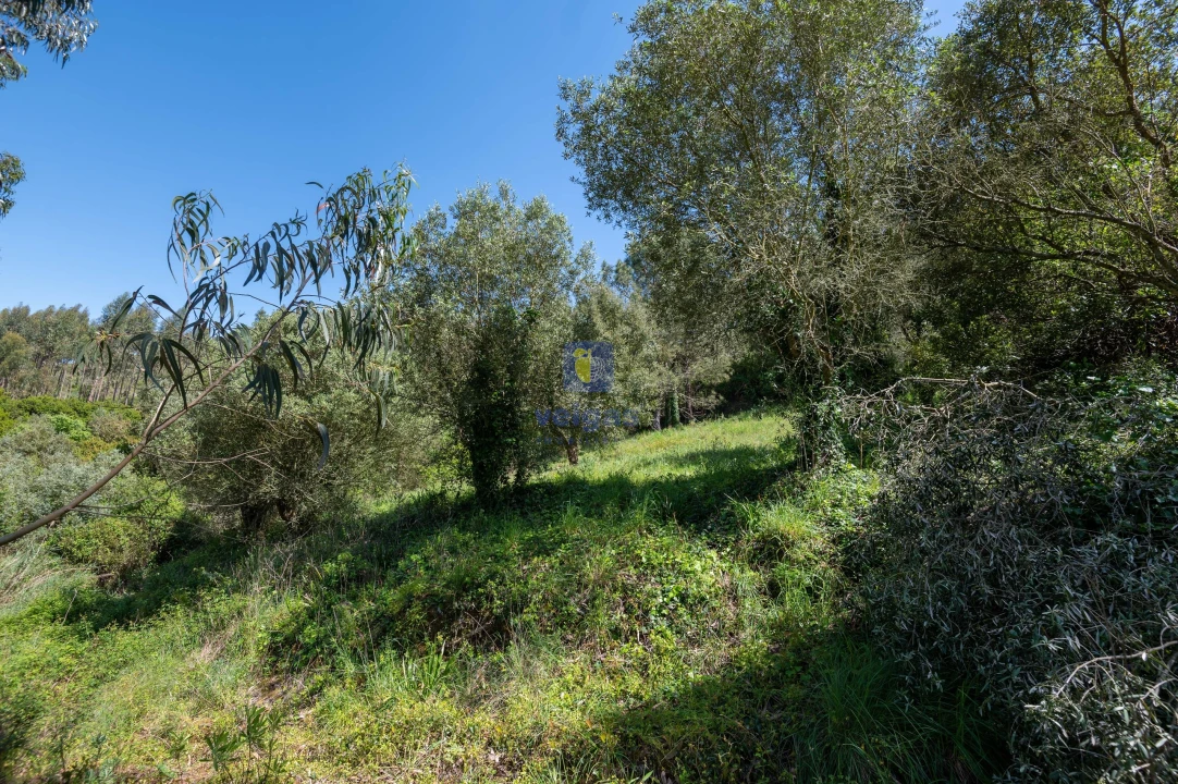 Terreno Agricola ou Rústico para Venda em Maxial e Monte Redondo Foto 5