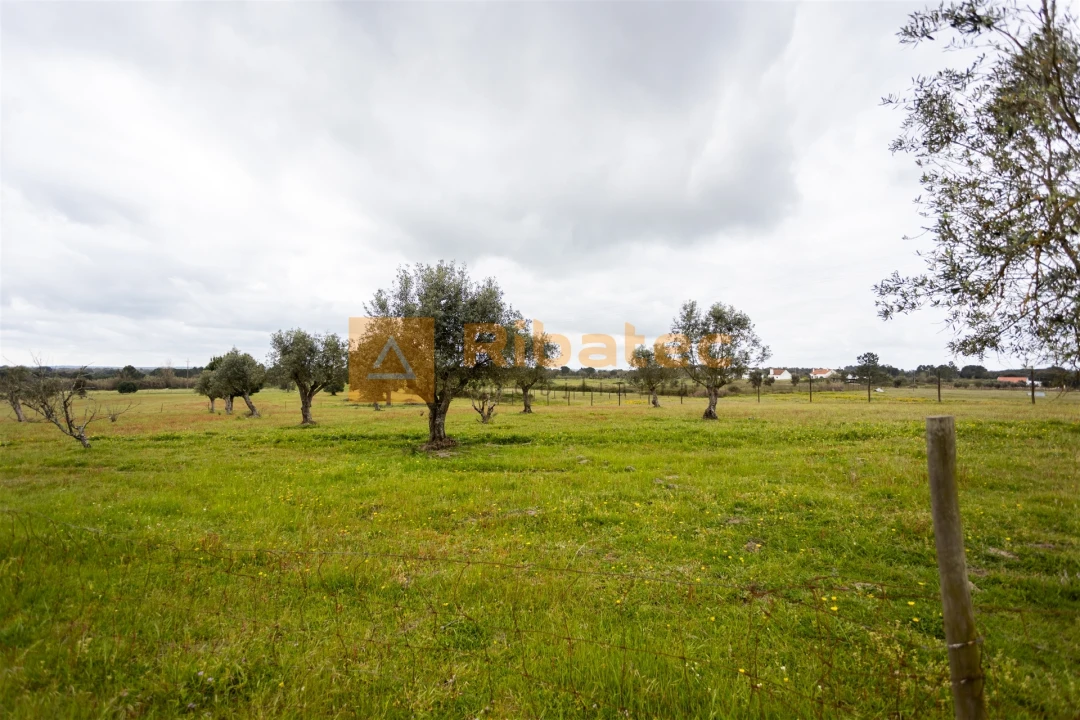 Moradia T3 para Venda em Branca Foto 20