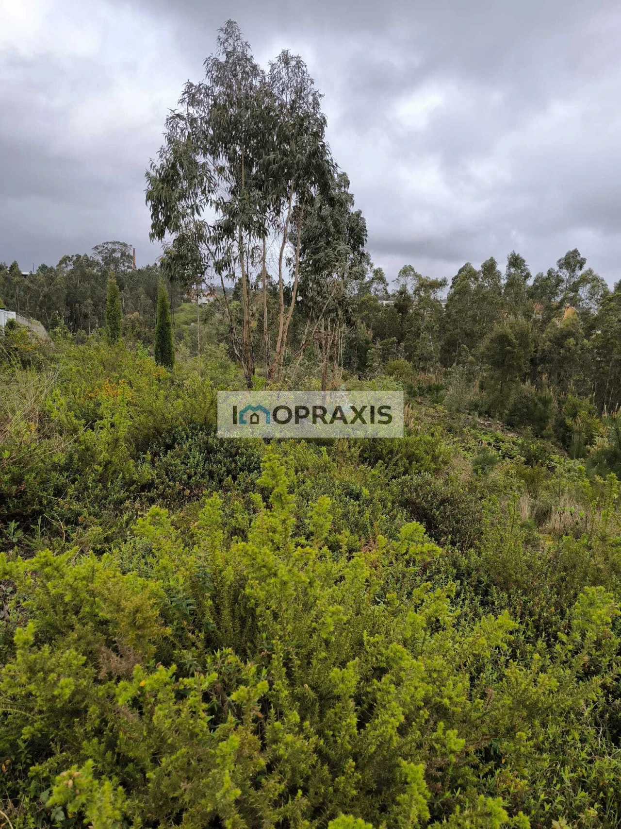 Terreno para Venda em Colmeias e Memória Foto 3