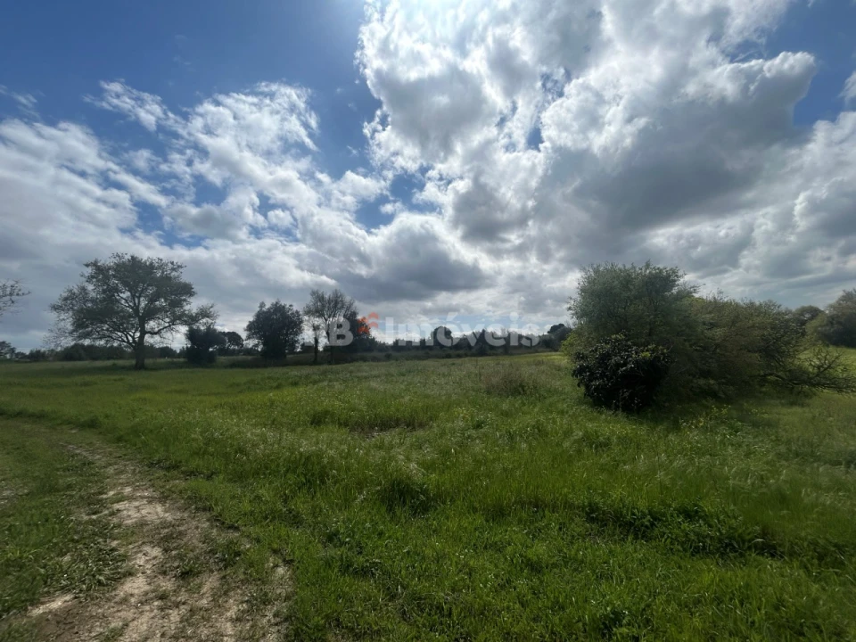 Terreno Agricola ou Rústico para Venda em Paialvo Foto 3