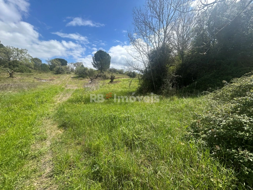 Terreno Agricola ou Rústico para Venda em Paialvo Foto 1