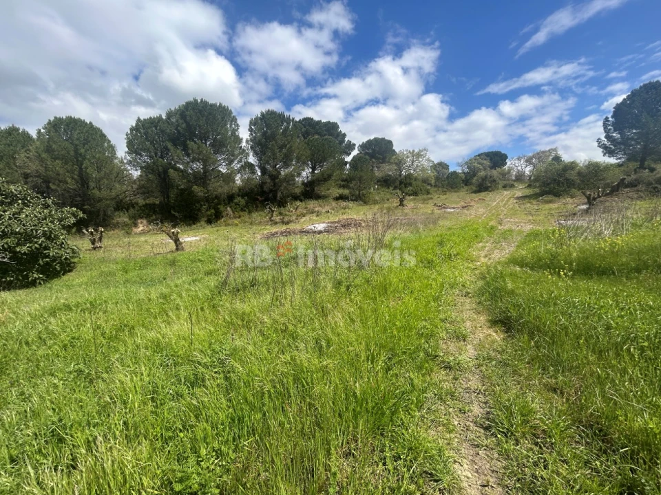 Terreno Agricola ou Rústico para Venda em Paialvo Foto 2