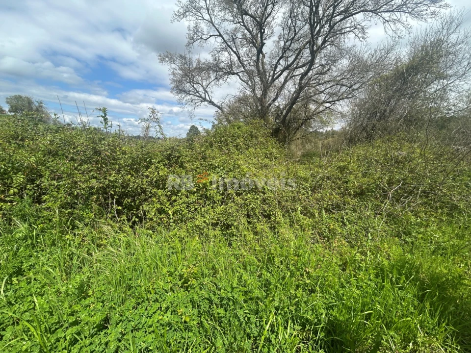 Terreno Agricola ou Rústico para Venda em Paialvo Foto 7