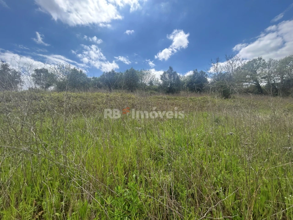 Terreno Agricola ou Rústico para Venda em Paialvo Foto 8
