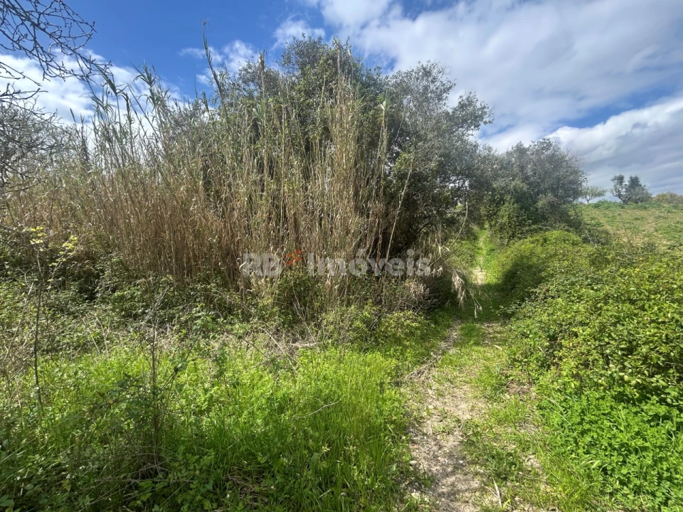 Terreno Agricola ou Rústico para Venda em Paialvo Foto 9