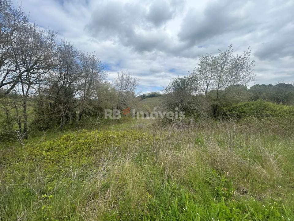 Terreno Agricola ou Rústico para Venda em Paialvo Foto 11