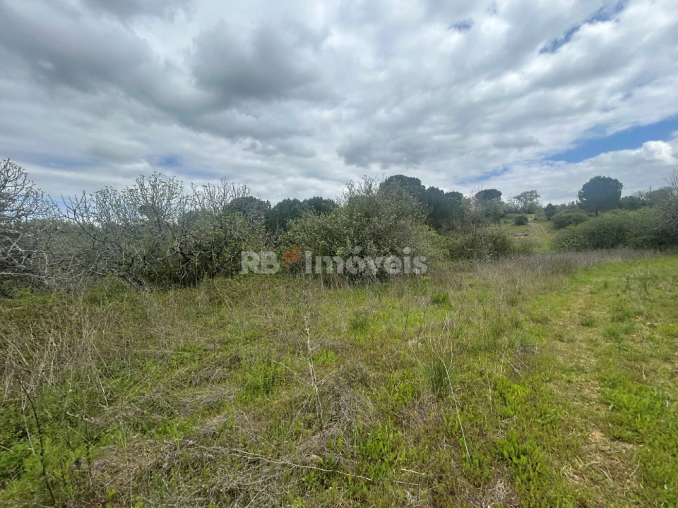Terreno Agricola ou Rústico para Venda em Paialvo Foto 12