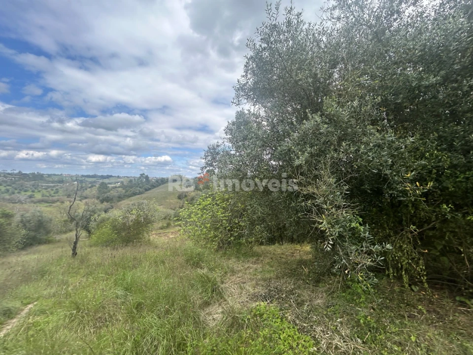 Terreno Agricola ou Rústico para Venda em Paialvo Foto 16