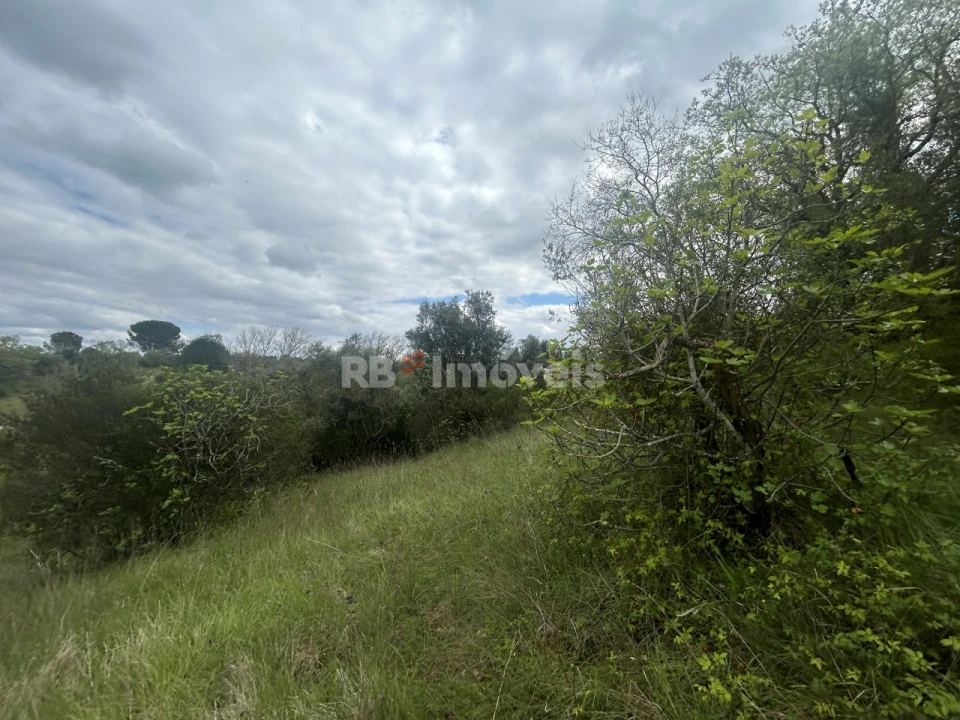 Terreno Agricola ou Rústico para Venda em Paialvo Foto 18