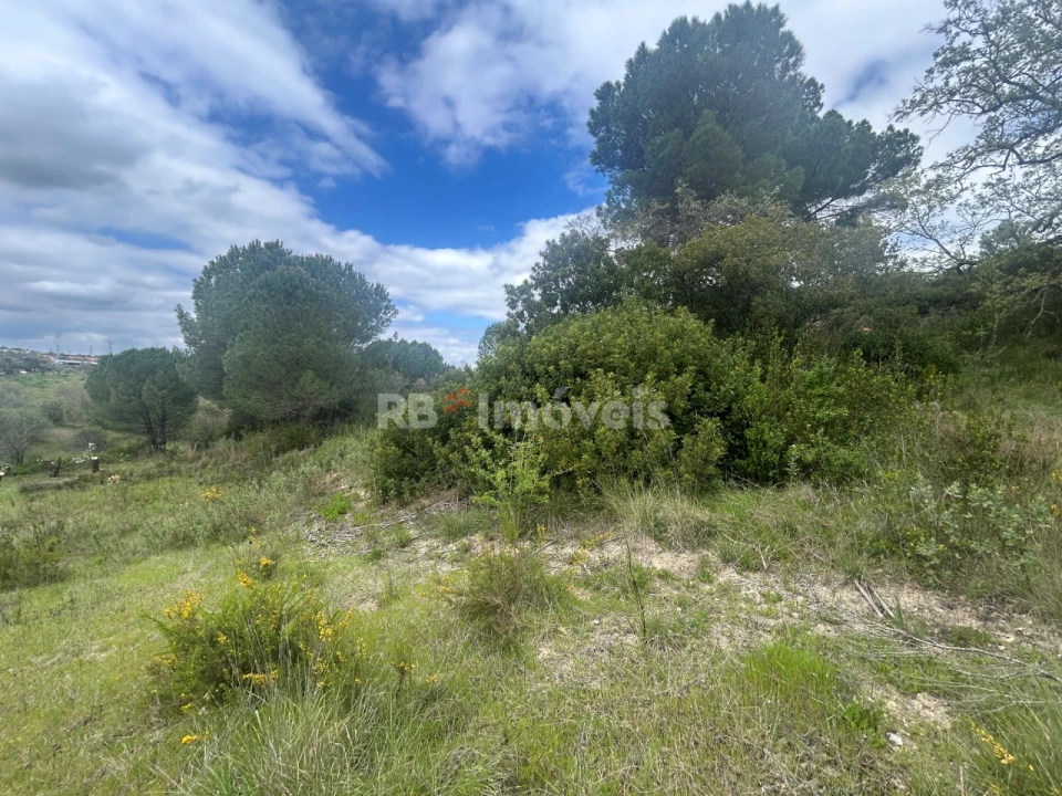 Terreno Agricola ou Rústico para Venda em Paialvo Foto 31