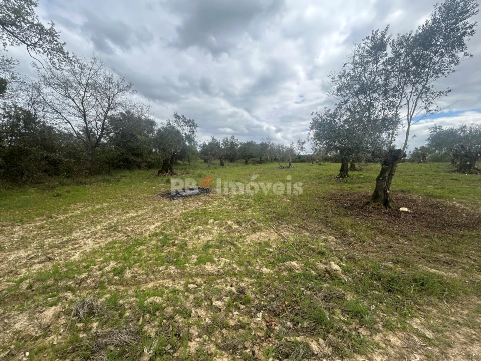 Terreno Agricola ou Rústico para Venda em Paialvo Foto 33