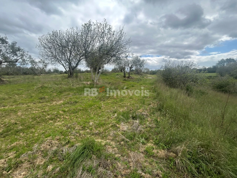 Terreno Agricola ou Rústico para Venda em Paialvo Foto 36