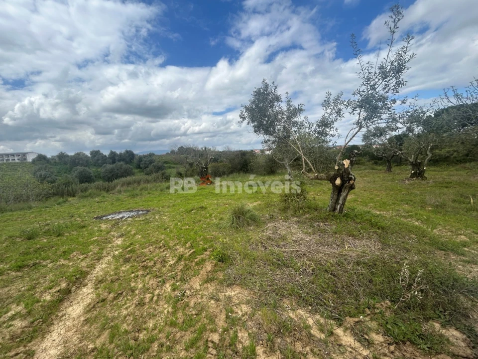 Terreno Agricola ou Rústico para Venda em Paialvo Foto 40