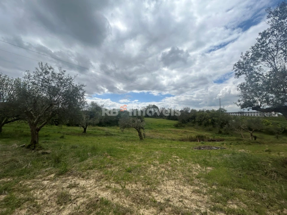 Terreno Agricola ou Rústico para Venda em Paialvo Foto 41