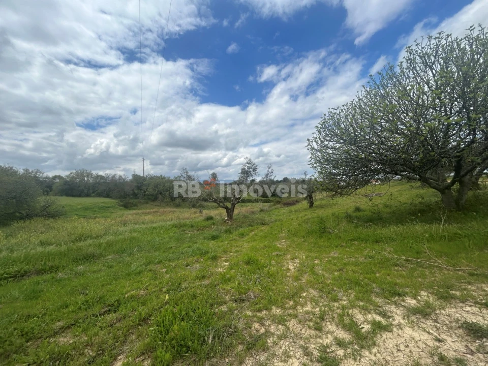 Terreno Agricola ou Rústico para Venda em Paialvo Foto 42