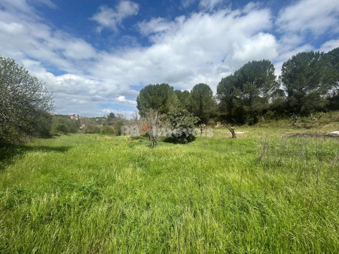 Terreno Agricola ou Rústico para Venda em Paialvo Foto 6