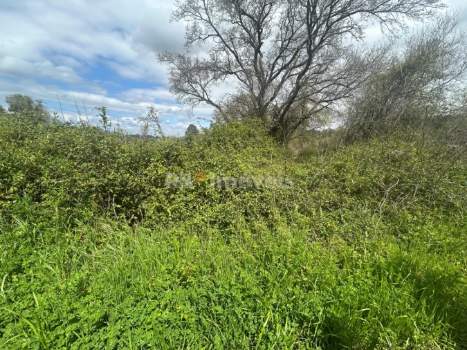 Terreno Agricola ou Rústico para Venda em Paialvo Foto 7