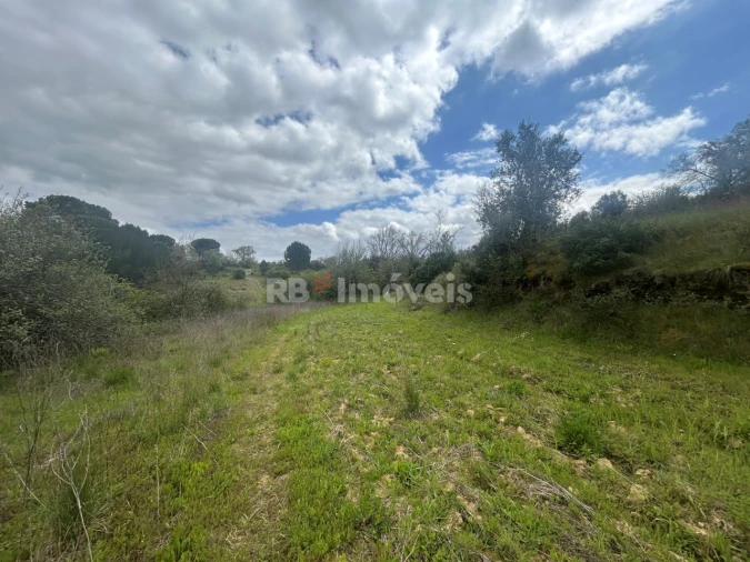 Terreno Agricola ou Rústico para Venda em Paialvo Foto 13