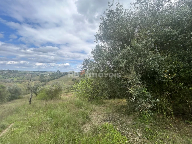 Terreno Agricola ou Rústico para Venda em Paialvo Foto 16