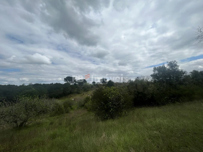 Terreno Agricola ou Rústico para Venda em Paialvo Foto 17