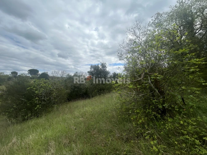 Terreno Agricola ou Rústico para Venda em Paialvo Foto 18