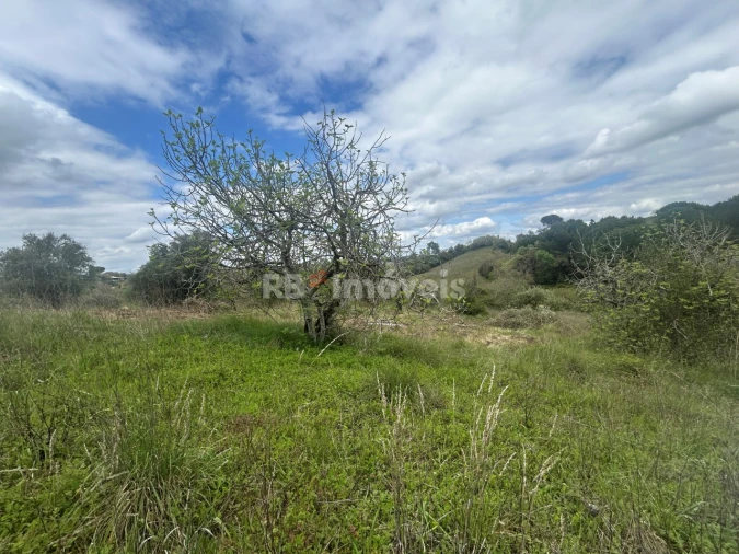 Terreno Agricola ou Rústico para Venda em Paialvo Foto 21
