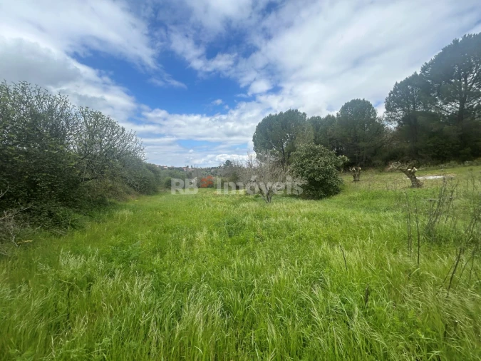 Terreno Agricola ou Rústico para Venda em Paialvo Foto 23
