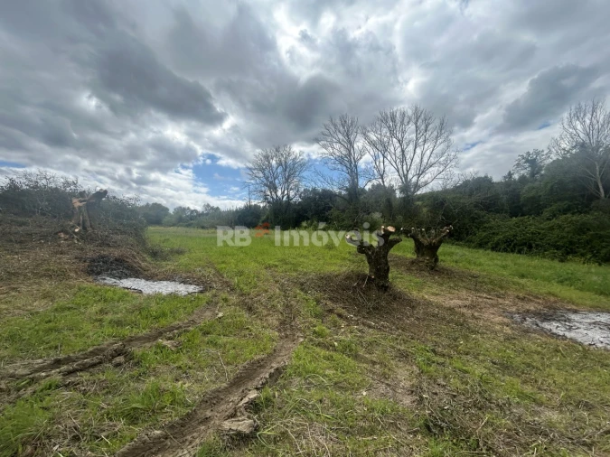 Terreno Agricola ou Rústico para Venda em Paialvo Foto 28