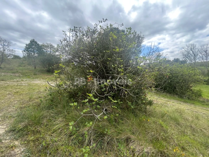 Terreno Agricola ou Rústico para Venda em Paialvo Foto 29