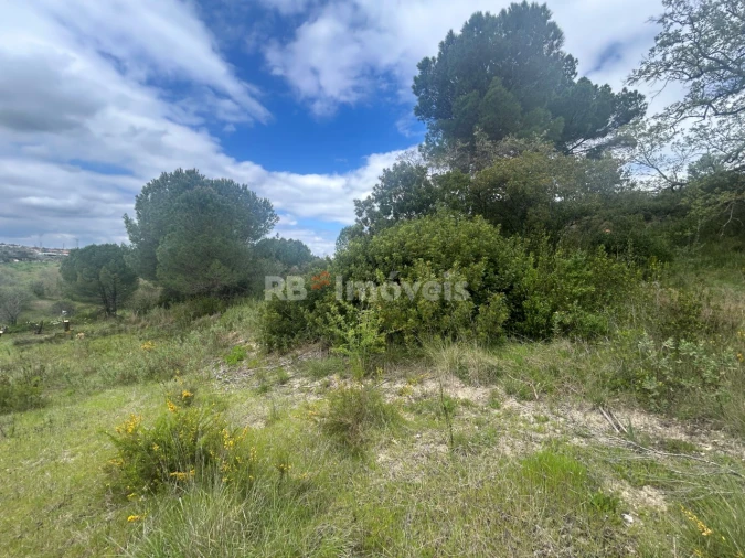 Terreno Agricola ou Rústico para Venda em Paialvo Foto 31