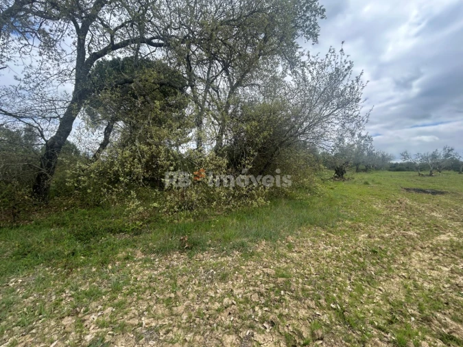 Terreno Agricola ou Rústico para Venda em Paialvo Foto 32