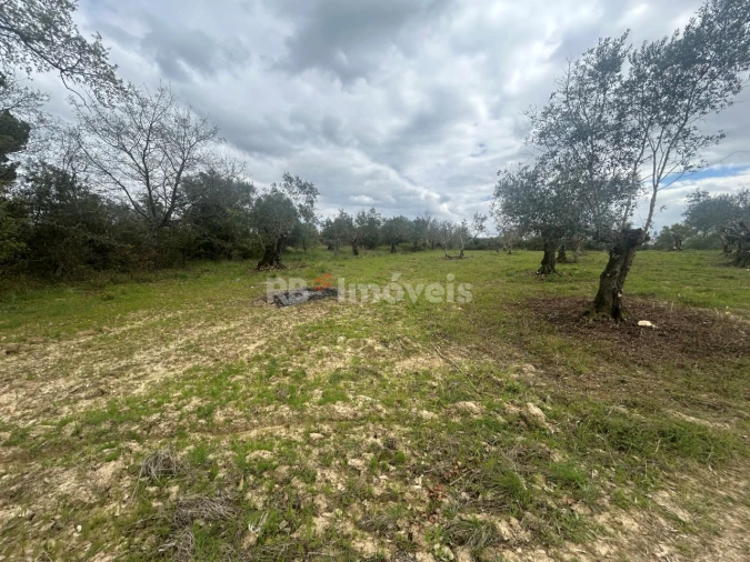 Terreno Agricola ou Rústico para Venda em Paialvo Foto 35