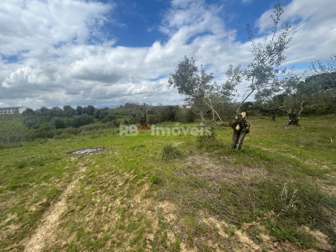 Terreno Agricola ou Rústico para Venda em Paialvo Foto 40