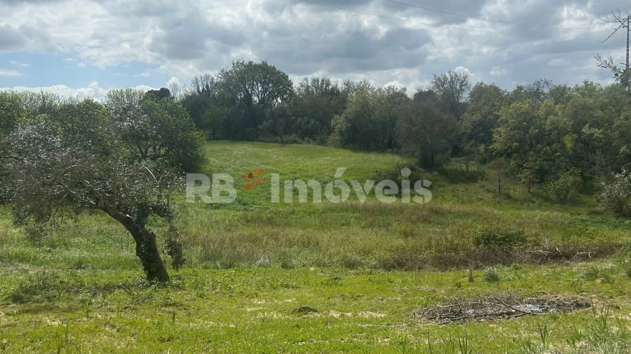Terreno Agricola ou Rústico para Venda em Paialvo