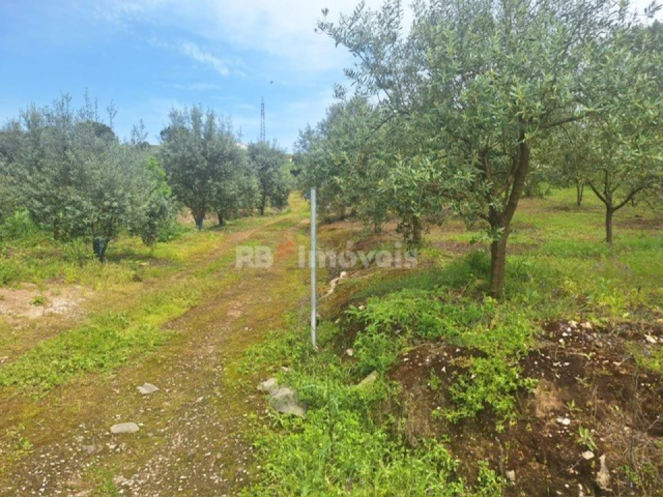 Terreno para Venda em Serra e Junceira Foto 2