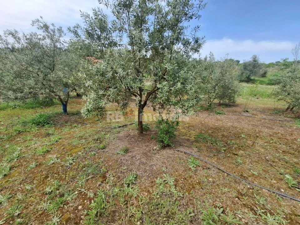 Terreno para Venda em Serra e Junceira Foto 14