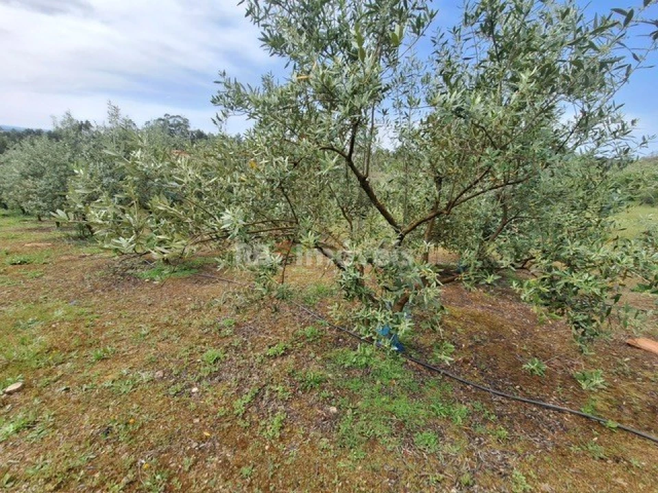 Terreno para Venda em Serra e Junceira Foto 15