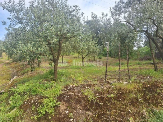 Terreno para Venda em Serra e Junceira Foto 11