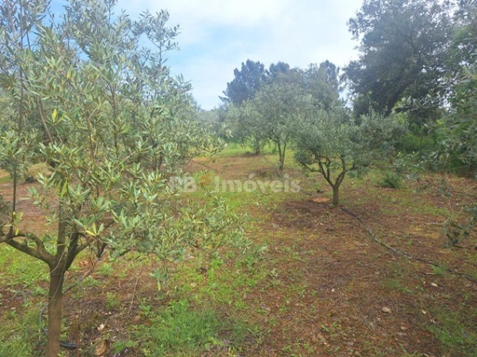 Terreno para Venda em Serra e Junceira Foto 5