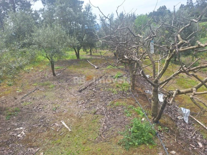 Terreno para Venda em Serra e Junceira Foto 12