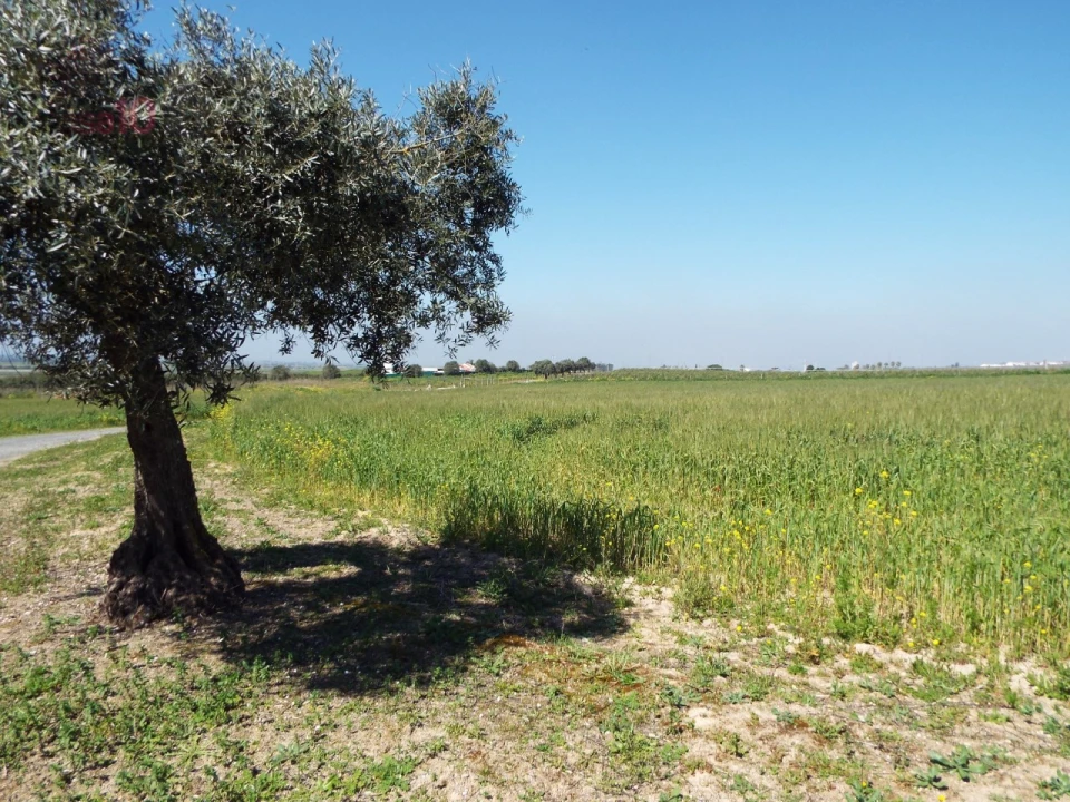 Quinta T7 para Venda em Ferreira do Alentejo e Canhestros Foto 75