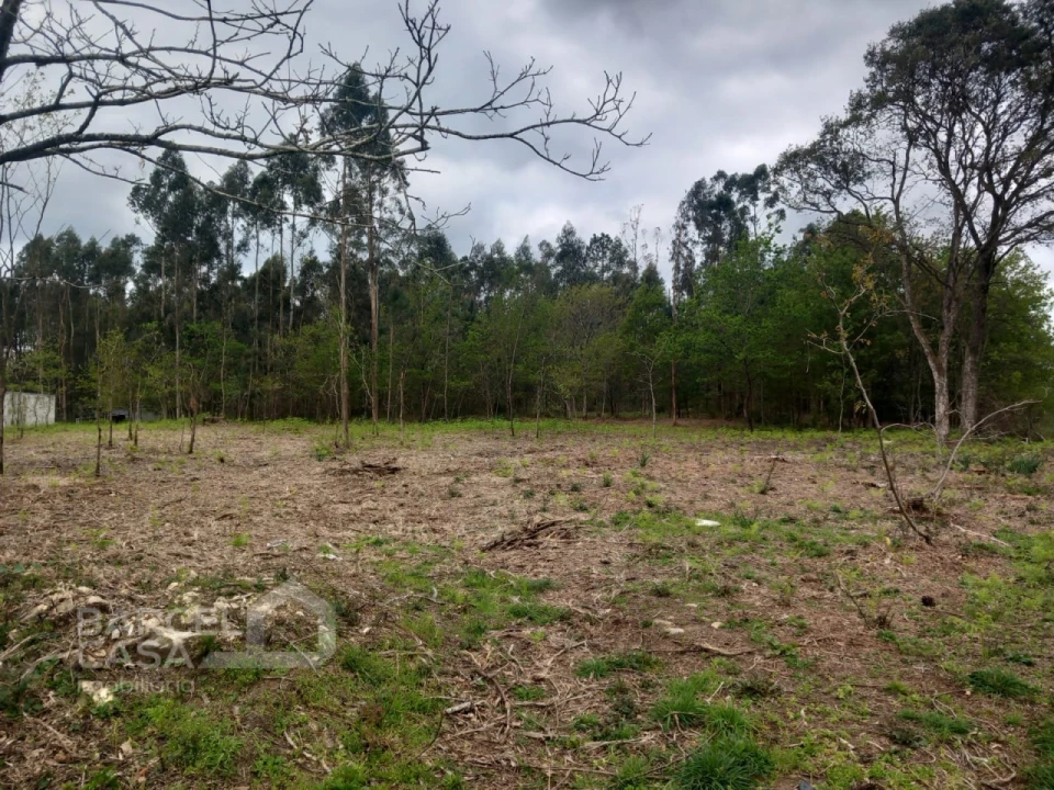Terreno para Venda em Campo e Tamel (São Pedro Fins) Foto 7