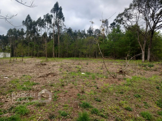 Terreno para Venda em Campo e Tamel (São Pedro Fins) Foto 4