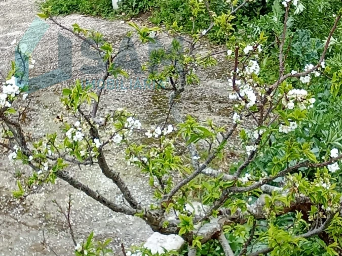 Terreno Misto para Venda em Ribafria e Pereiro de Palhacana Foto 15